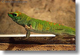 images/California/SantaBarbara/Zoo/madagascar-giant-day-gecko.jpg