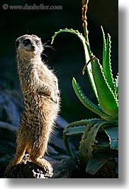 images/California/SantaBarbara/Zoo/meerkat-1.jpg