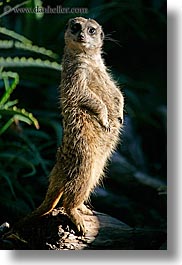 images/California/SantaBarbara/Zoo/meerkat-2.jpg