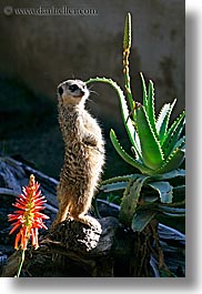 images/California/SantaBarbara/Zoo/meerkat-3.jpg