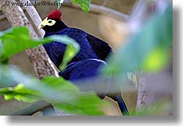 images/California/SantaBarbara/Zoo/purple-bird-w-red-crown-1.jpg