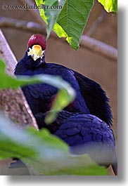 images/California/SantaBarbara/Zoo/purple-bird-w-red-crown-2.jpg