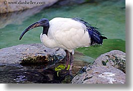 images/California/SantaBarbara/Zoo/sacred-ibis.jpg