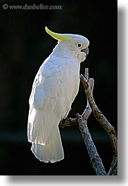 images/California/SantaBarbara/Zoo/white-cockatoo-1.jpg