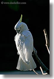 images/California/SantaBarbara/Zoo/white-cockatoo-2.jpg