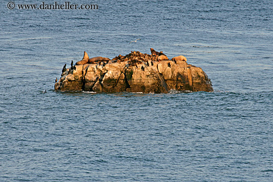 sea_lions-on-rock.jpg