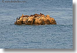 images/California/SantaCruz/Coastline/sea_lions-on-rock.jpg