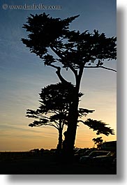 images/California/SantaCruz/Misc/tree-silhouettes-4.jpg