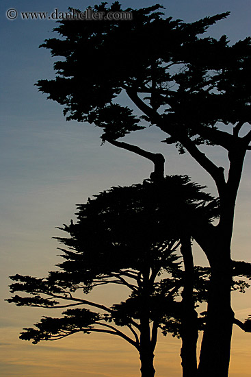 tree-silhouettes-5.jpg