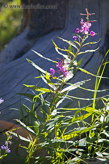 purple-flower.jpg