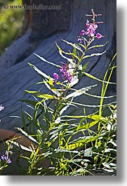 images/California/Sierras/DevilsPostpile/purple-flower.jpg