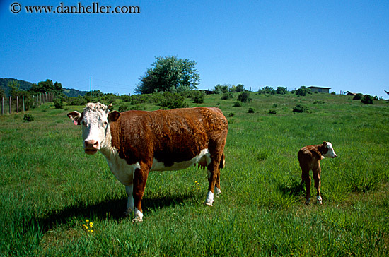 cows-in-field.jpg