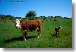 images/California/Sonoma/Animals/cows-in-field.jpg