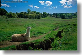 images/California/Sonoma/Animals/llama-on-grass.jpg