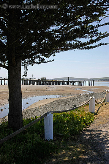 pier-n-tree-1.jpg