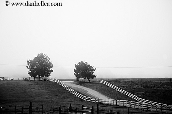 road-fence-trees-bw.jpg