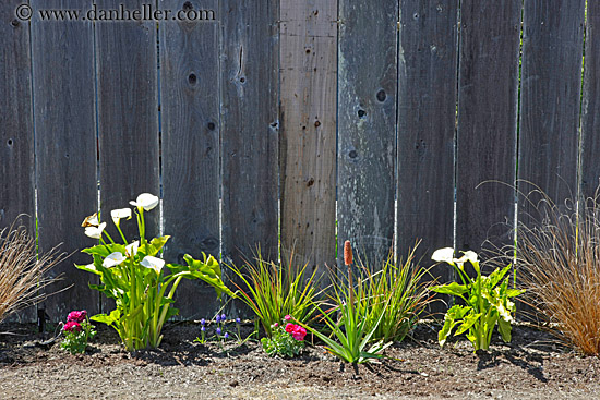 flowers-n-fence-1.jpg