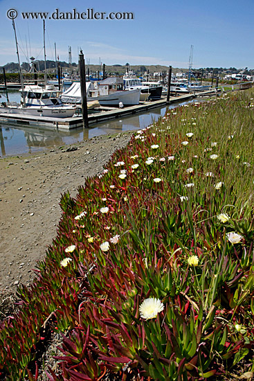 ice_plants-n-harbor-1.jpg