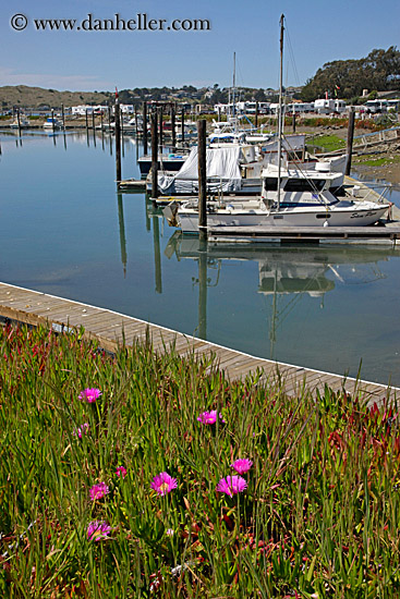 ice_plants-n-harbor-2.jpg