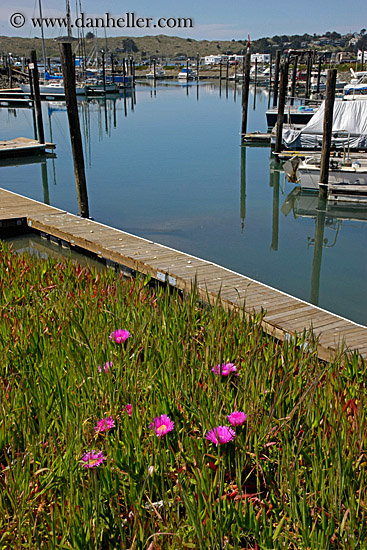 ice_plants-n-harbor-3.jpg