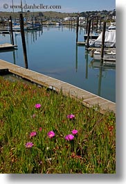 images/California/Sonoma/BodegaBay/Flowers/ice_plants-n-harbor-3.jpg