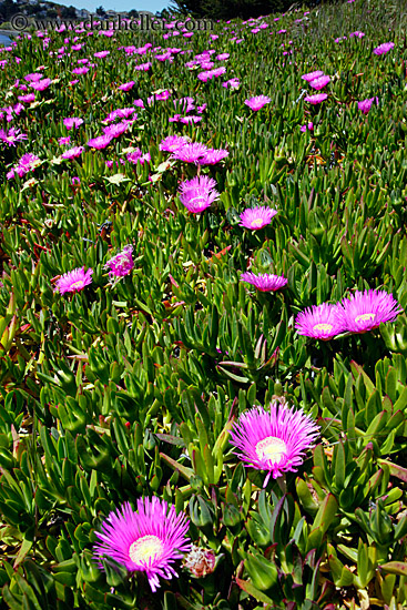 purple-ice_plants-on-hill-2.jpg