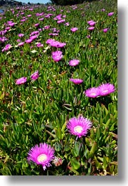 images/California/Sonoma/BodegaBay/Flowers/purple-ice_plants-on-hill-2.jpg