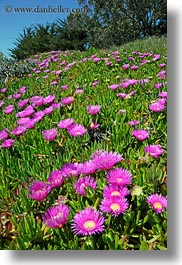 images/California/Sonoma/BodegaBay/Flowers/purple-ice_plants-on-hill-3.jpg
