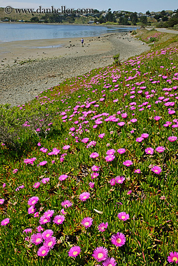 purple-ice_plants-on-hill-4.jpg