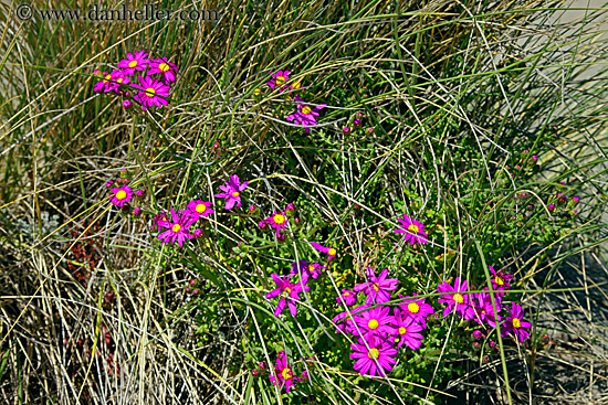 purple-n-yellow-desert-daisy-4.jpg