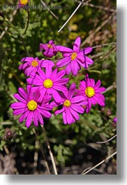 images/California/Sonoma/BodegaBay/Flowers/purple-n-yellow-desert-daisy-5.jpg
