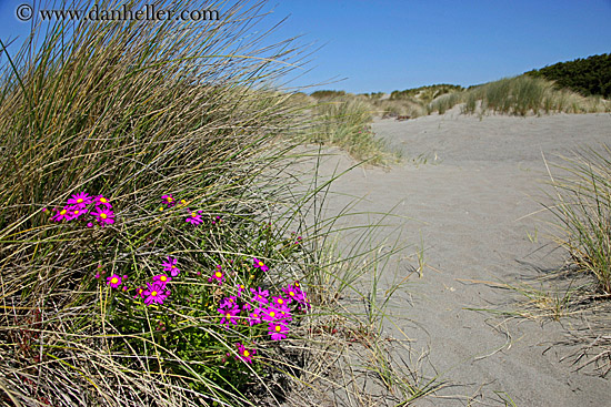 purple-n-yellow-desert-daisy-6.jpg