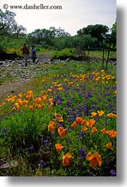 images/California/Sonoma/Flowers/california-poppies-2.jpg