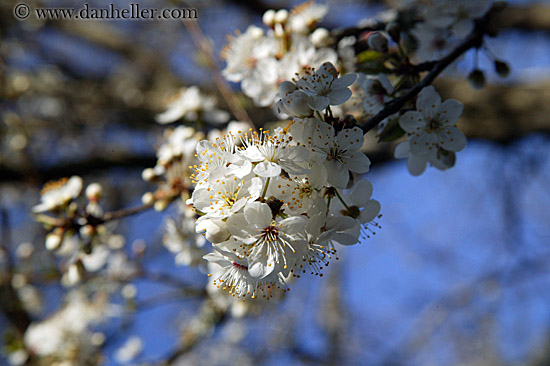 white-flowers.jpg