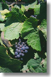 images/California/Sonoma/Misc/red-grapes.jpg
