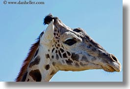 images/California/Sonoma/SafariWest/BigAnimals/giraffe-1.jpg