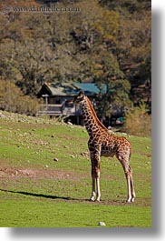 animals, big animals, california, giraffes, safari west, sonoma, vertical, west coast, western usa, photograph