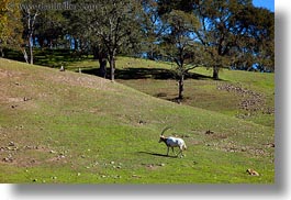 images/California/Sonoma/SafariWest/BigAnimals/scimitar-horned-oryx-1.jpg