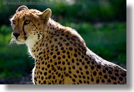 images/California/Sonoma/SafariWest/BigAnimals/spotted-leopard-2.jpg