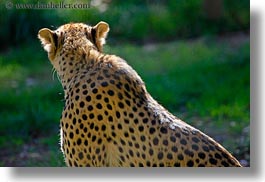 images/California/Sonoma/SafariWest/BigAnimals/spotted-leopard-4.jpg