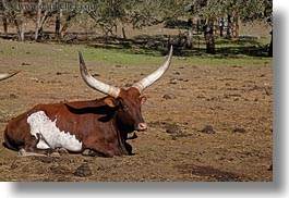 images/California/Sonoma/SafariWest/BigAnimals/watusi-cattle-1.jpg