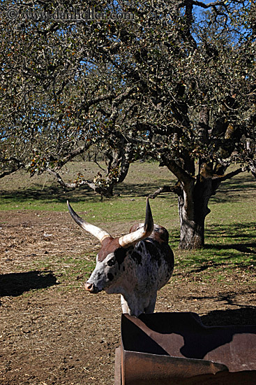 watusi-cattle-4.jpg