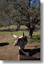 images/California/Sonoma/SafariWest/BigAnimals/watusi-cattle-4.jpg