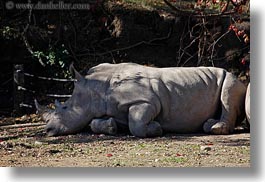 big animals, california, horizontal, rhinoceros, safari west, sonoma, west coast, western usa, white, photograph
