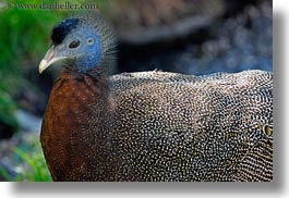 images/California/Sonoma/SafariWest/Birds/argus-pheasant-1.jpg