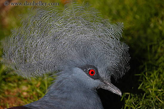 blue-crowned-pigeon-1.jpg
