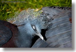 images/California/Sonoma/SafariWest/Birds/blue-crowned-pigeon-2.jpg
