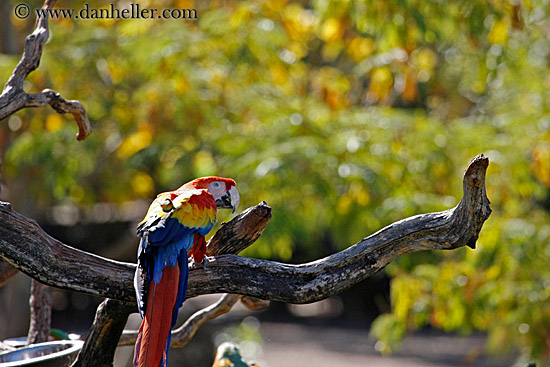 colorful-parrot.jpg