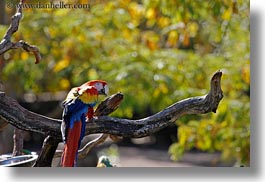 images/California/Sonoma/SafariWest/Birds/colorful-parrot.jpg