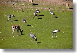 images/California/Sonoma/SafariWest/Birds/east-african-crown-crane-1.jpg